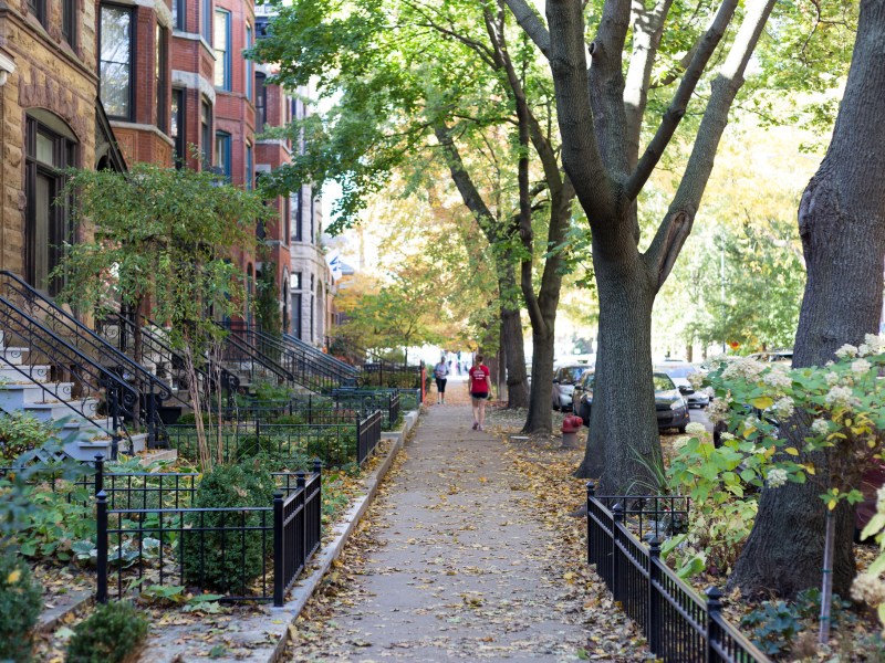 Trees line a sidewalk in a Chicago neighborhood.