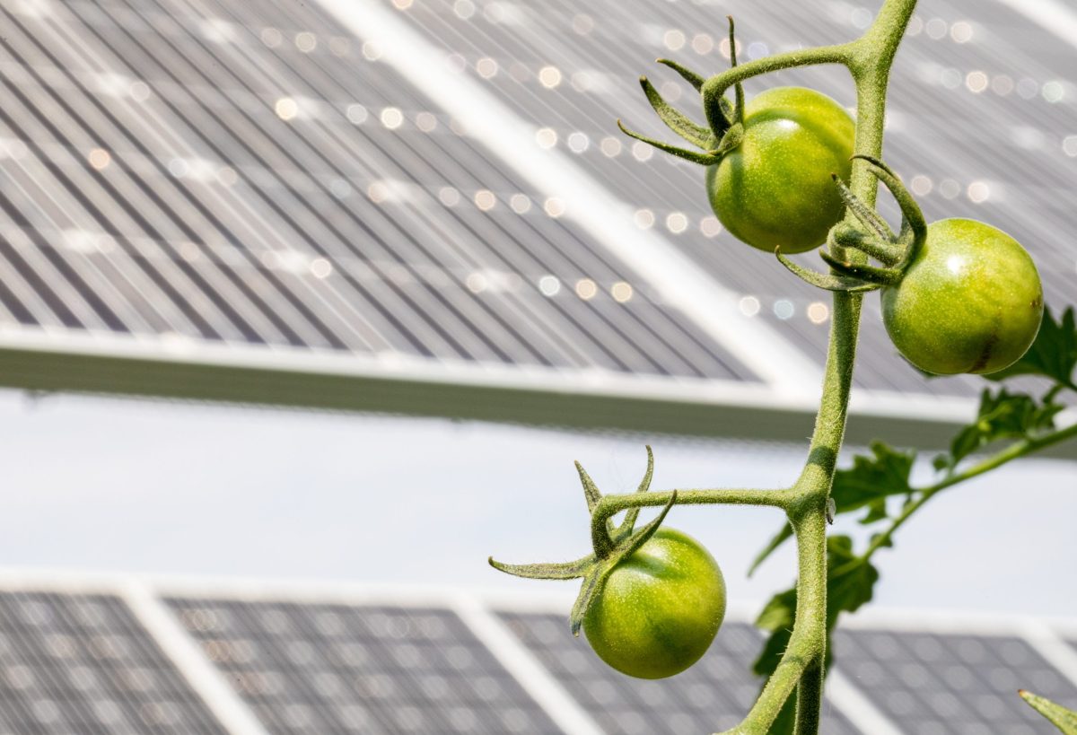 Tomatoes growing with solar panels in the background.