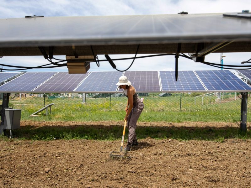 National Renewable Energy Laboratory (NREL) environmental engineering undergraduate Abigail Brown rakes soil over flower seeds at what will be the pollinator habitat at the Photovoltaic Central Array Testing Site on NREL’s South Table Mountain campus.