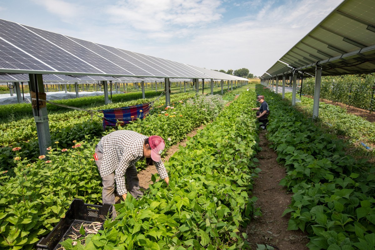 Two farmers harvest vegetables in long rows with racks of solar panels overhead.