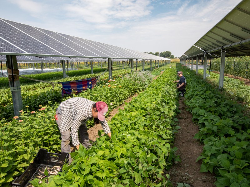 Two farmers harvest vegetables in long rows with racks of solar panels overhead.