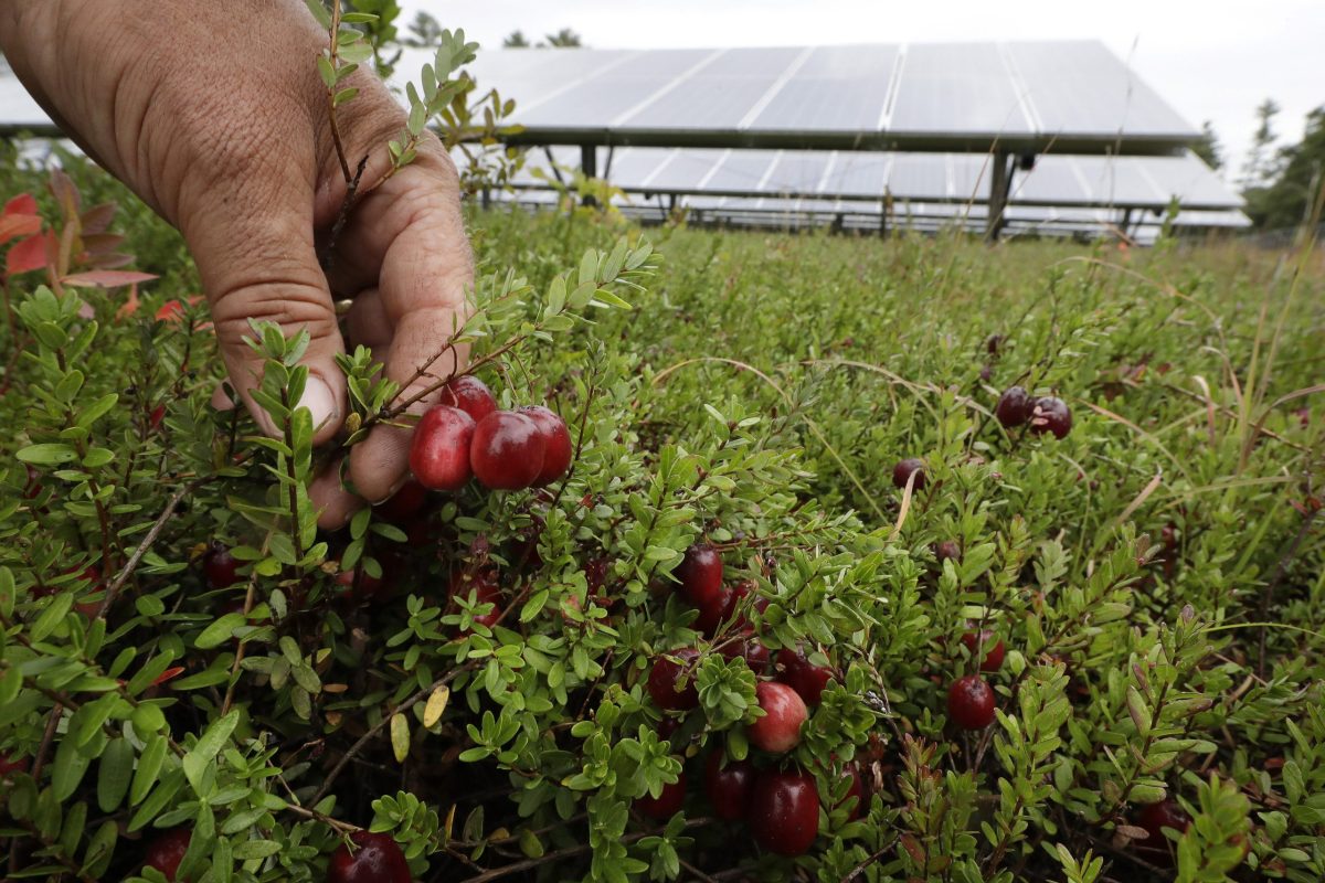 Cranberries grown under solar panels