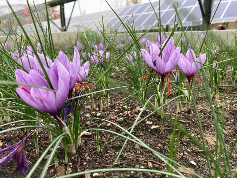 Saffron growing among solar panels.