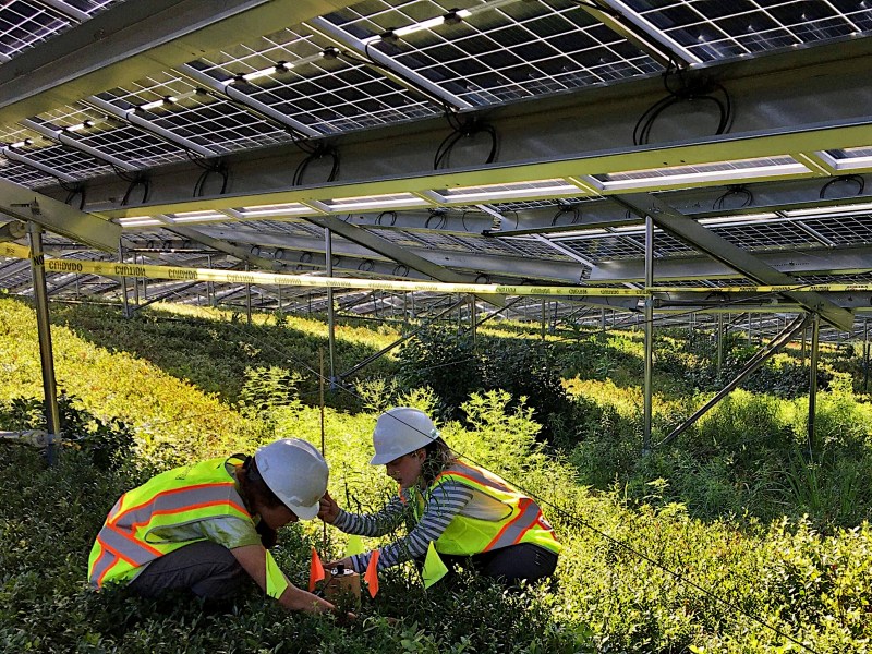 The University of Maine team at the solar-blueberry research site.