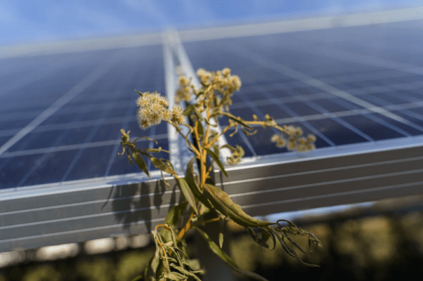 Plants grow between two solar panels.